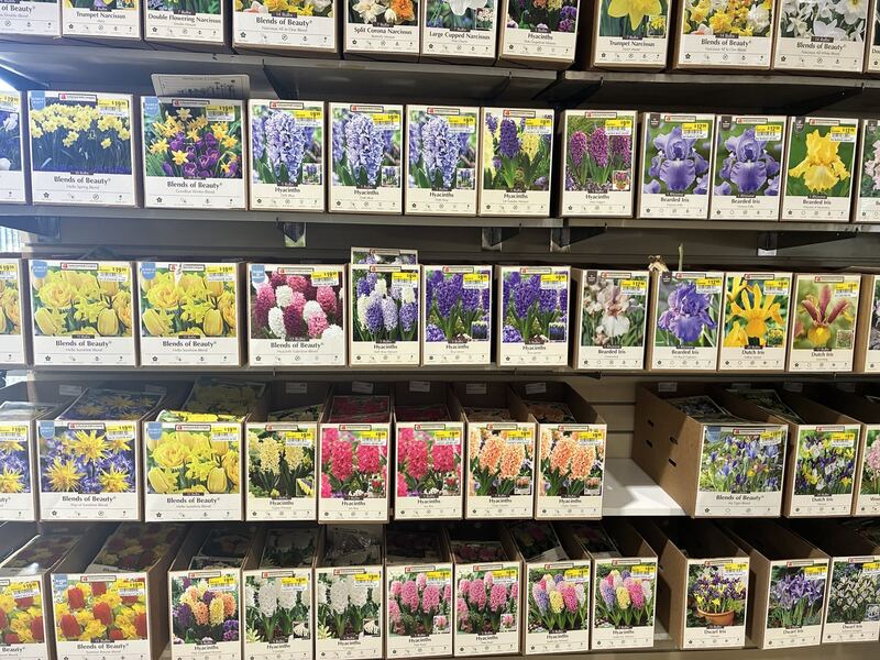 Rows of flower bulb packets on a retail display.