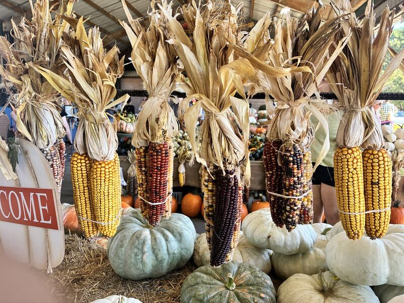 Dried corn, gourds, and pale pumpkins bring texture to a fall display.