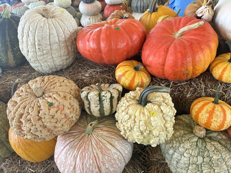 Pale, green, and orange pumpkins in a mix of shapes and sizes.