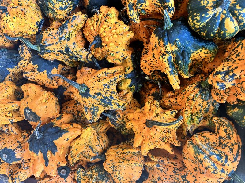 A close look at the bumpy surfaces and varied colors of ornamental gourds.