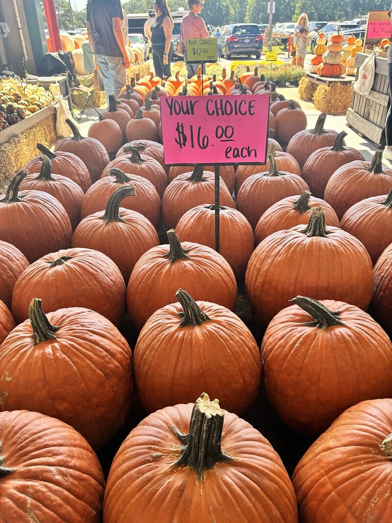 A taller view across the pumpkin display.