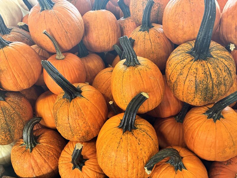Orange pumpkins piled together in a seasonal display.